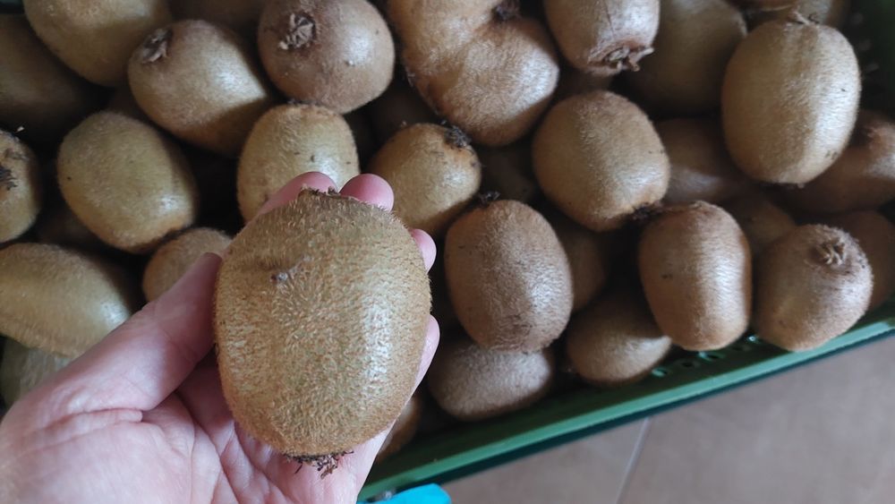 Kiwis biologicos