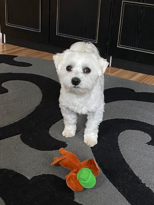 Мальтійська болонка (мальтезе) хлопчик