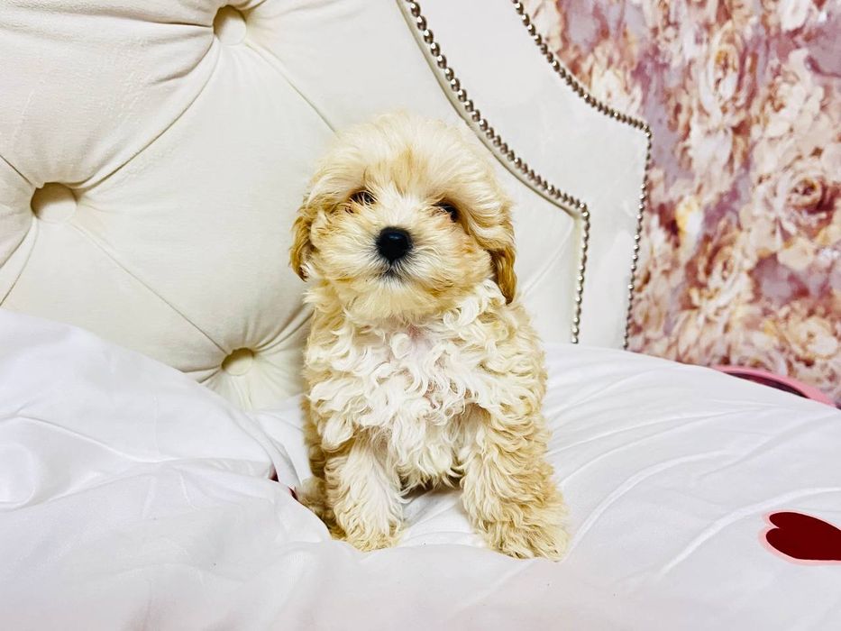 Цуценята Мальтіпу Ф1