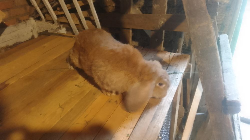 Продам кролів вакциновані