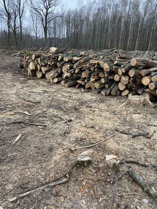 Продам дрова різних порід сосна береза дуб граб вільха