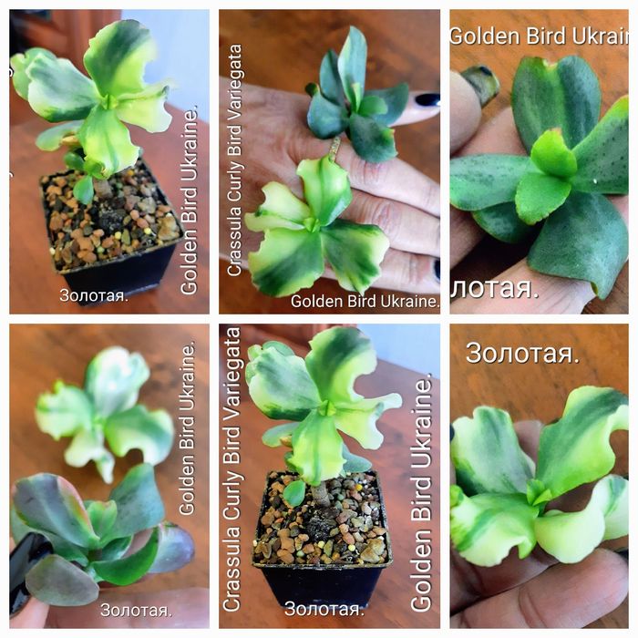 Акцiя! Красули, товстянки, грошовi дерева, Crassula.