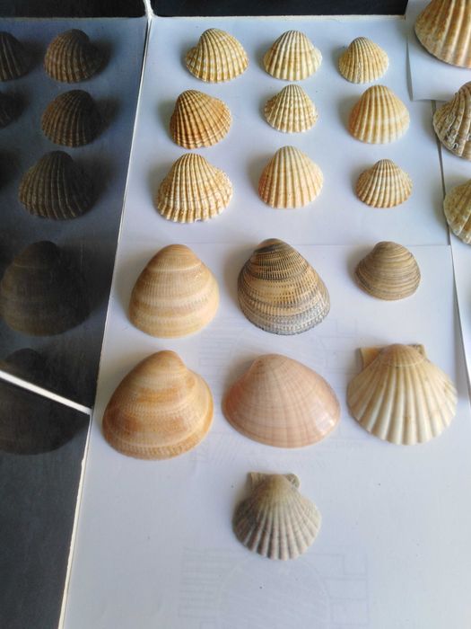 Conjunto de 62 Conchas e 24 Pequenos Búzios.