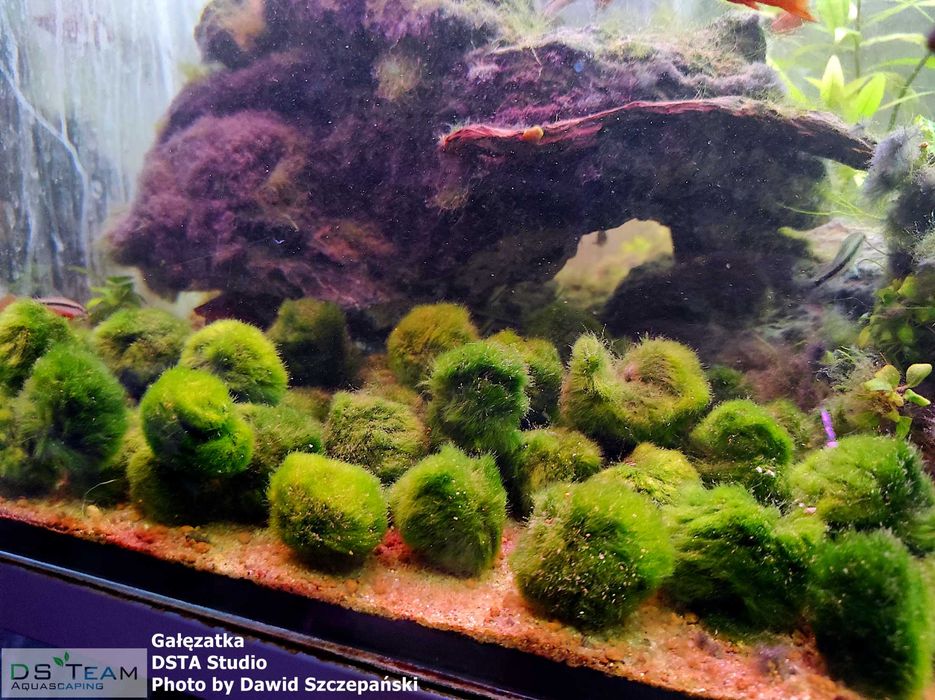 Galęzatka do akwarium