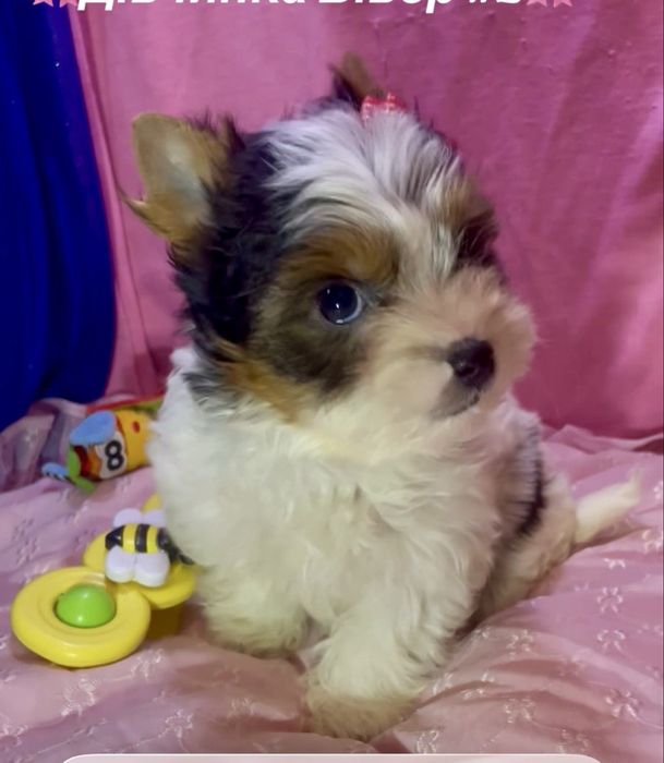 Дівчата хлопчик бівер йорк ляльковий бебіфейс, є документи