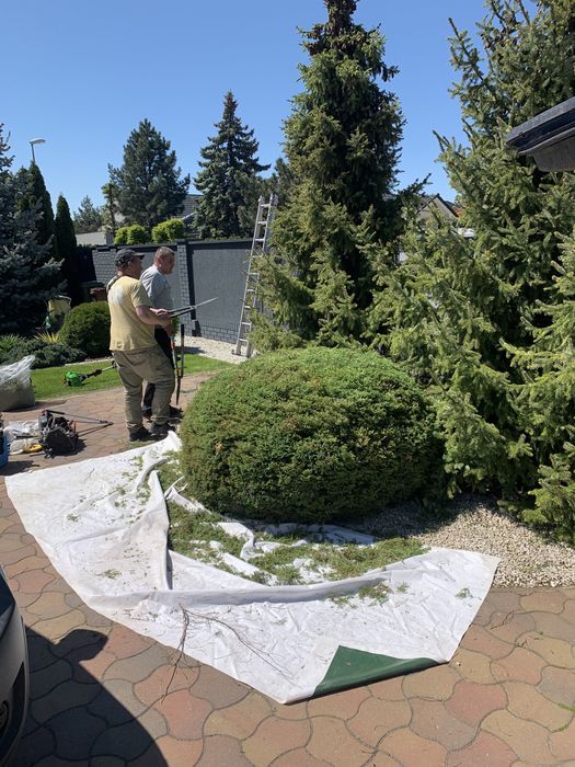 Tania wycinka drzew przycinanie frezowanie korzeni Wertykulacja wywóz