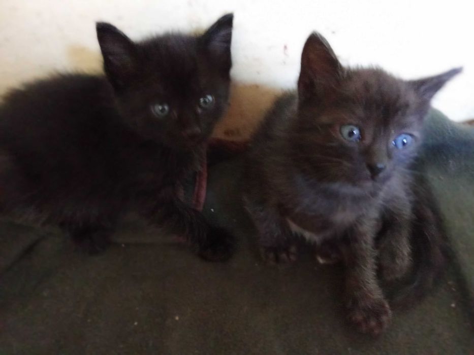 Dois bebés felinos lindíssimos que serão a delícia de quem os adotar...
