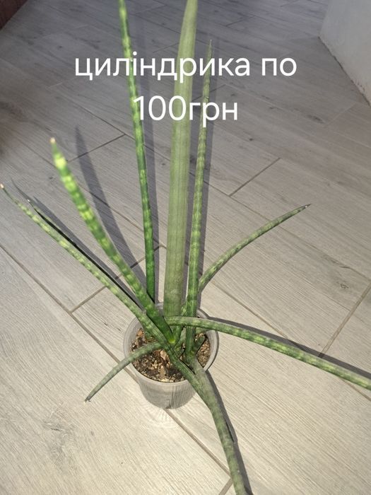Сансивієрія супер стар,,стрікер,перл янг,муншайн,циліндрика