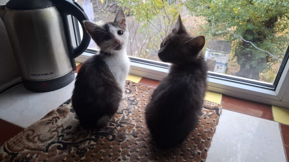 Котики шукають люблячу родину