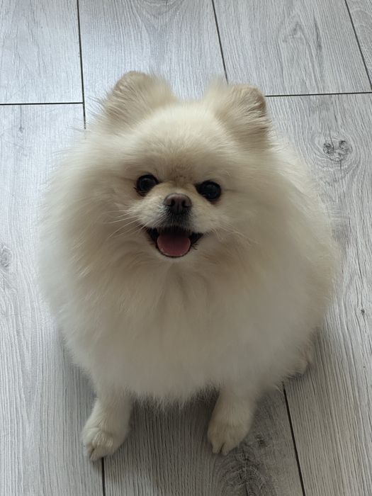 Вязка померанського шпіча, розвязаний