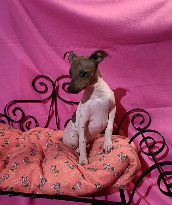 Cão sem pêlo (American Hairless Terrier)