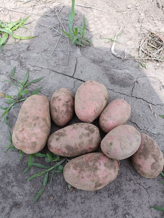 Ziemniaki jadalne  żółte prosto z pola 20gr