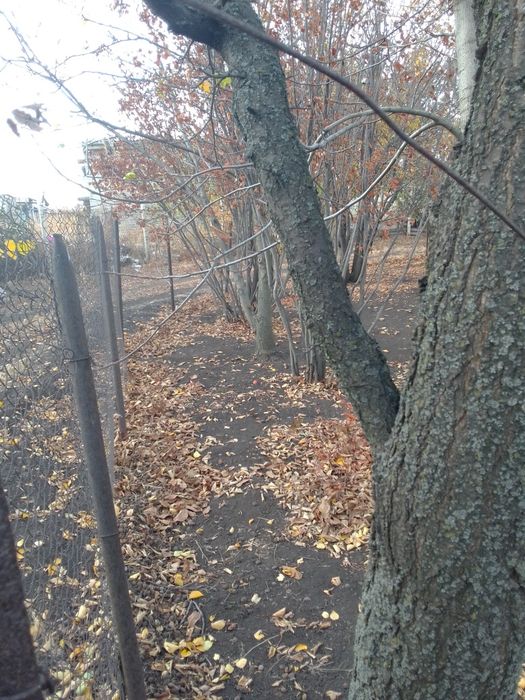 Продам виноградник