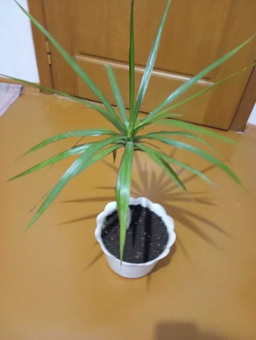 Цветы комнатные  недорого