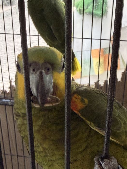 Papagaio Amazona Aestiva