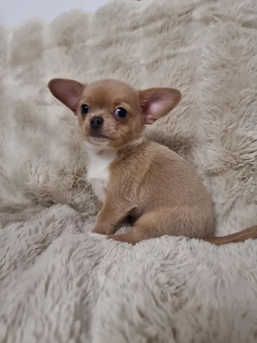 Chihuahua fci Piesek krótkowłosy