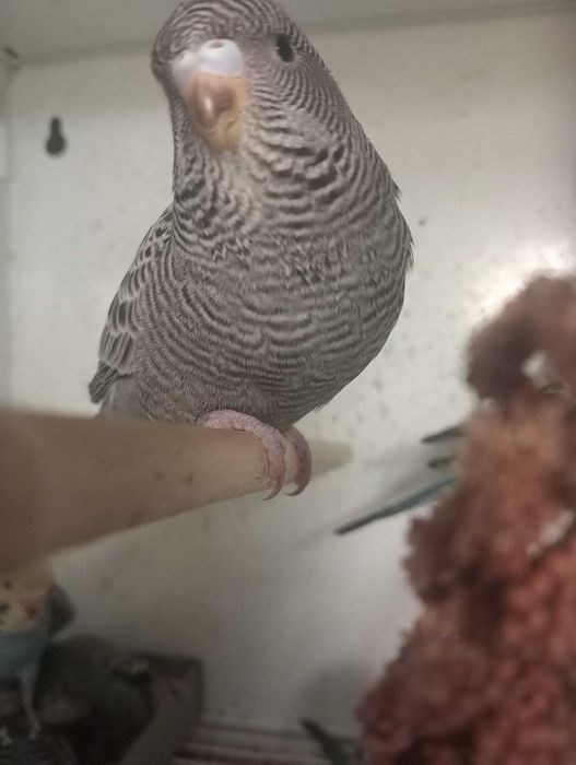 Piriquitos black faces