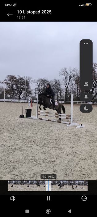 Sprzedam wałacha konika polskiego