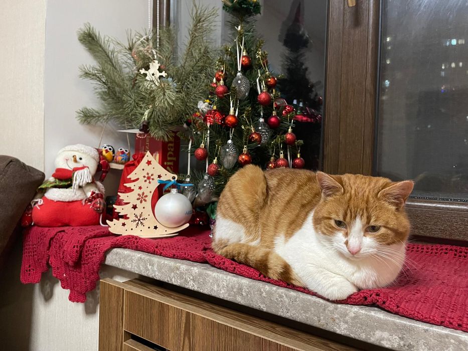 Отдам рыже-белого кота, молодой