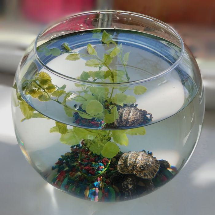 Круглий акваріум 6 л + декор (ідеальний стан)