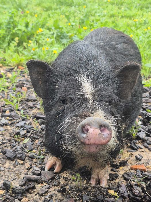 Porcos Pot Belly / Vietnamitas - 12 Disponíveis! Barato - SB Messines