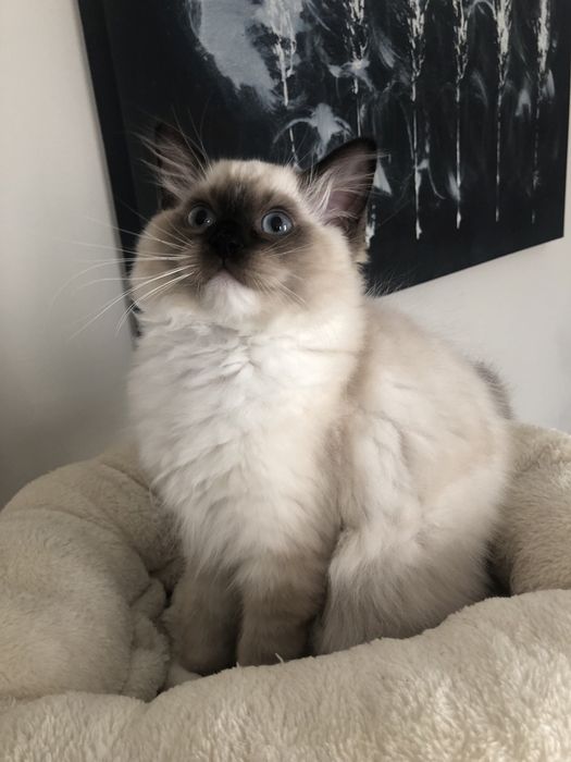 ZYTA Ragdoll  kotka rezerwacja