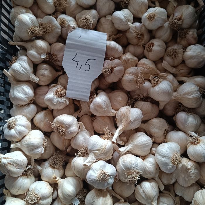 20 główek czosnku wiosennego do sadzenia