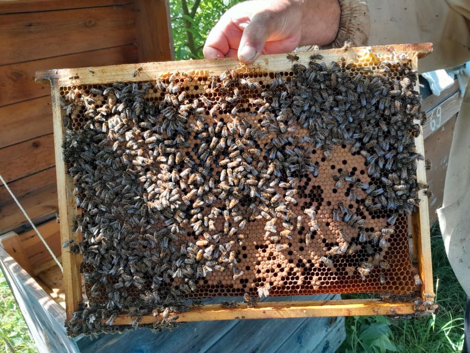 Sprzedam rodziny pszczele