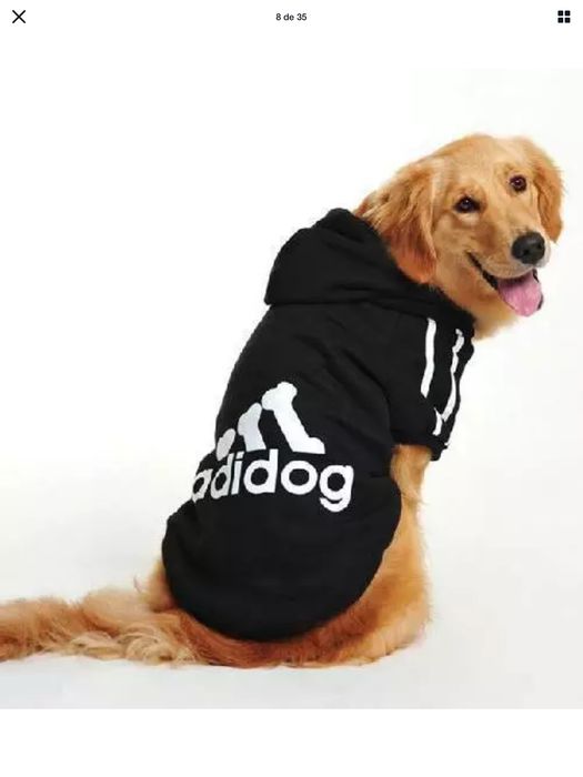 Capas para chuva cão Labrador