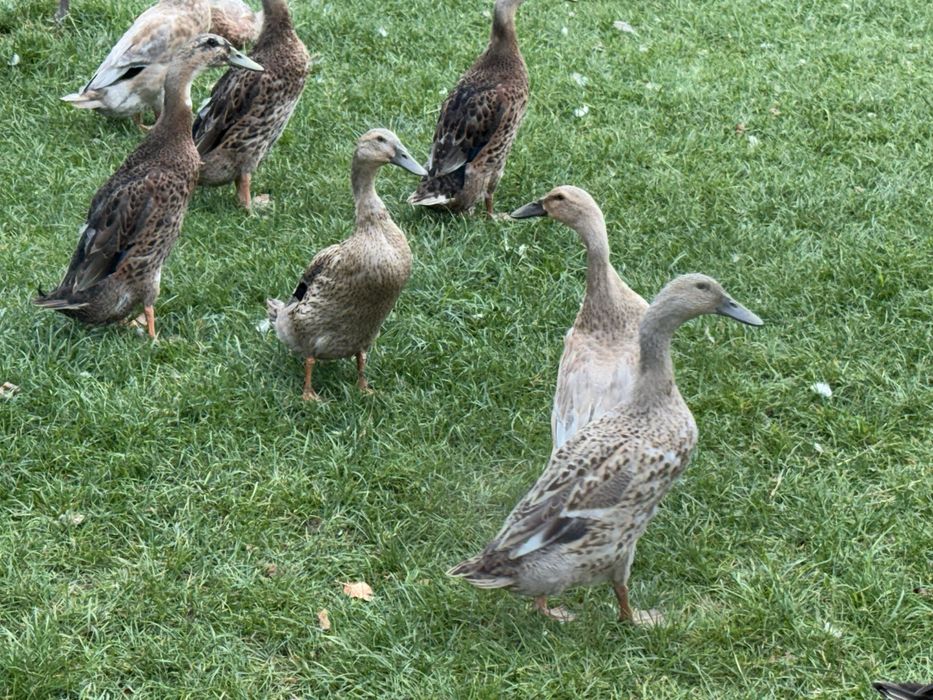 Kaczki biegusy indyjskie