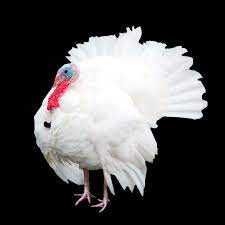 Інкубаційне яйце Хайбрит конвентер