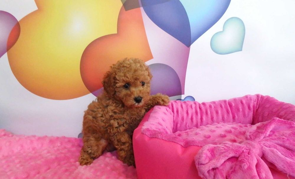 pudel   toy miniatura piesek red do odbioru od  20 września