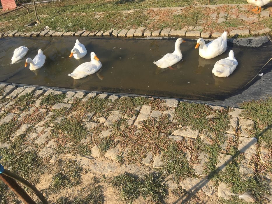 Perus/frangos/garnisos/gansos e ovos