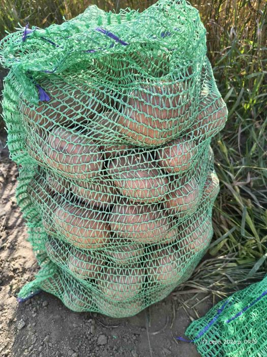 Продам картоплю Бєлароса