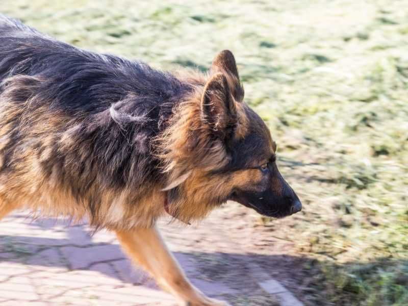 Cezar - w typie Owczarek niemiecki długowłosy