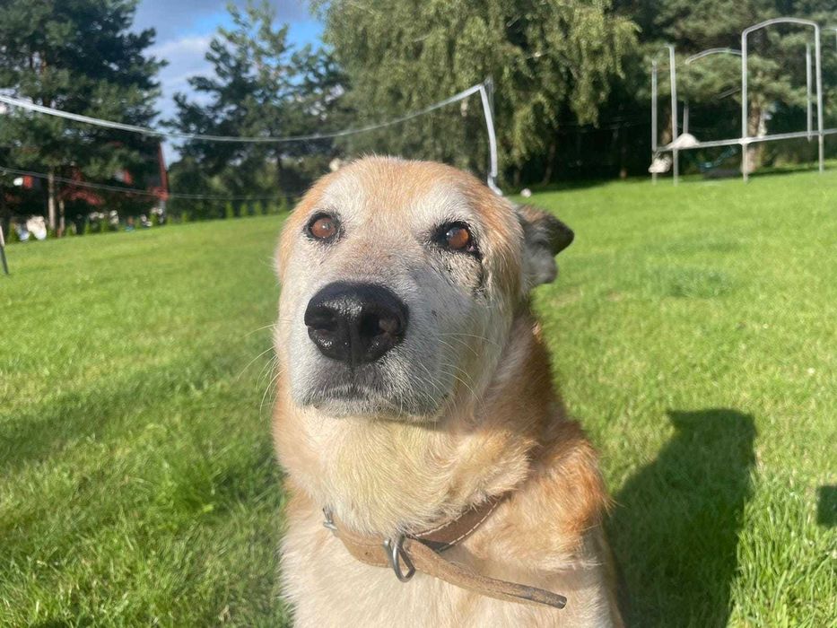 Zeus czeka na kochający dom