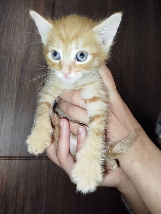Віддам котенят в добрі руки