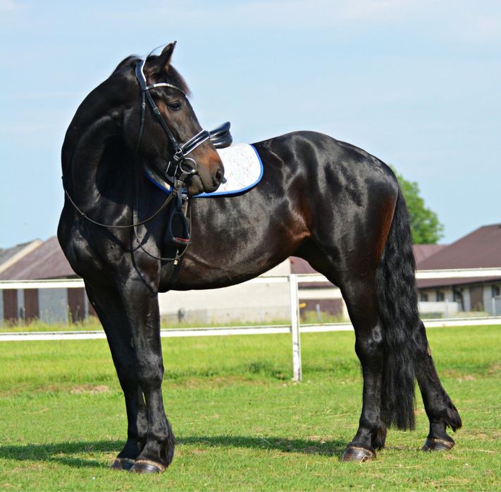 Nawóz obornik oddam za darmo