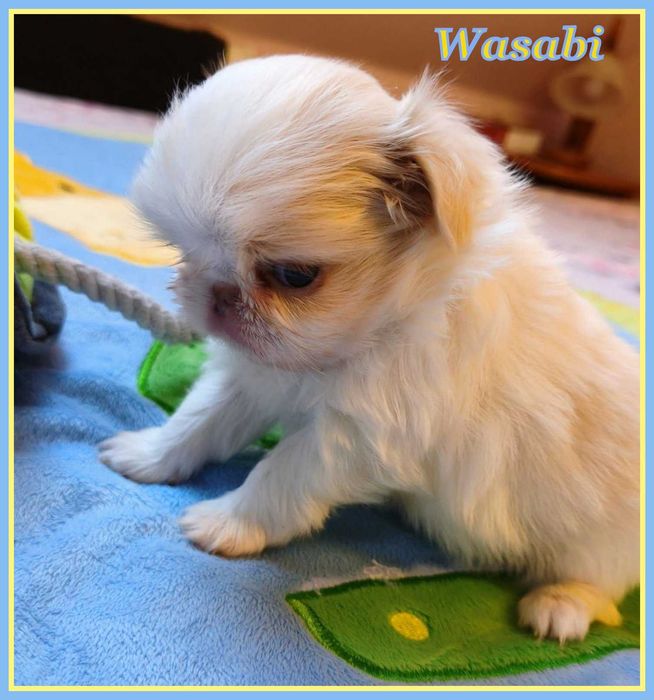 Japan chin, chiny japońskie