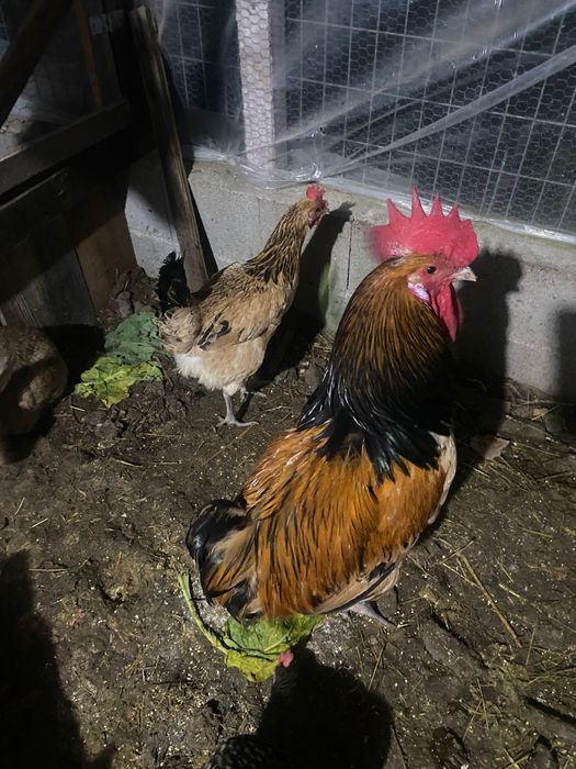 Andaluza surenha morucha