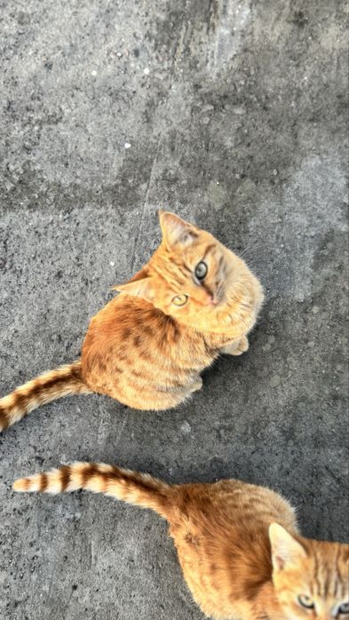 Котики у добрі руки