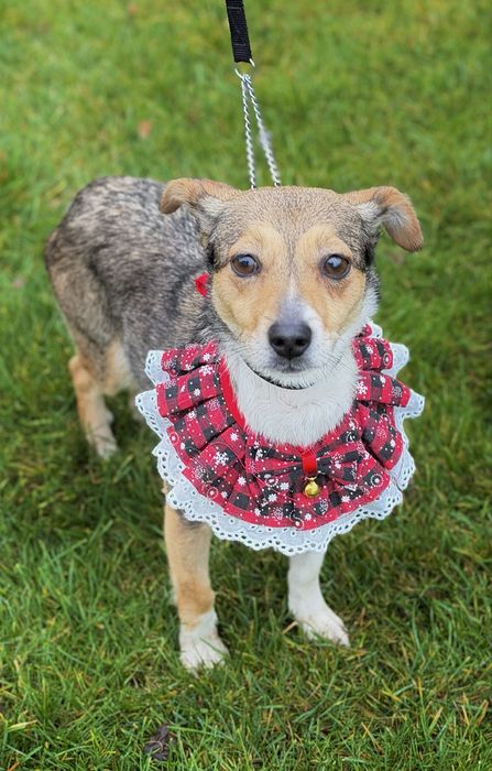 Дівчинка шукає дім (стерилізована) 6 кг