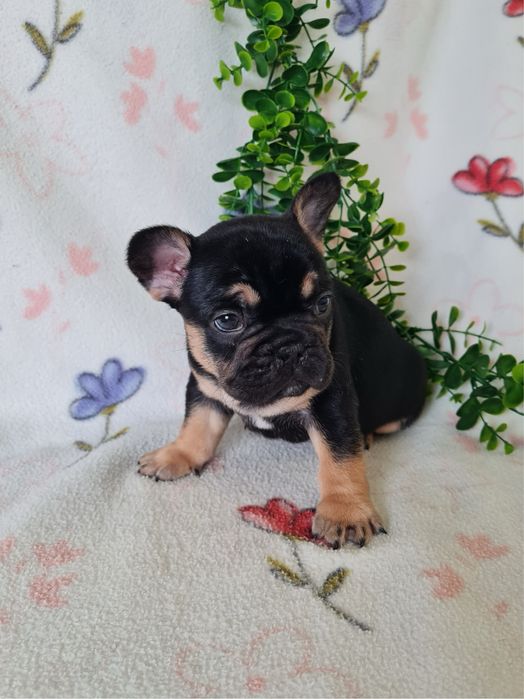 Excelente menino Bulldog/Bouledogue Francês de Qualidade