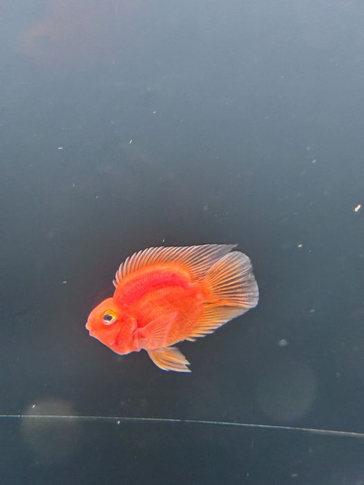 Hybrid blood parrot