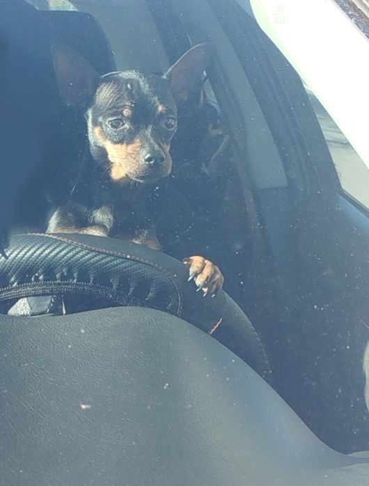 Той тер'єр, Красунчик для в'язки