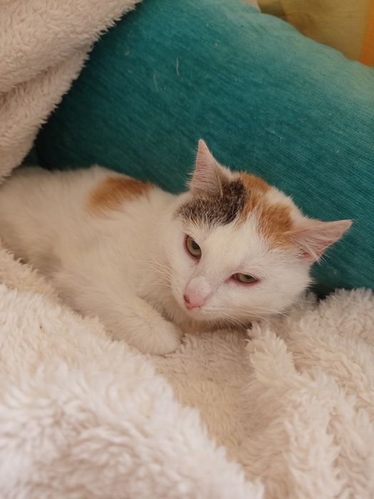 5 miesięczny Płomyczek szuka domu niewychodzacego