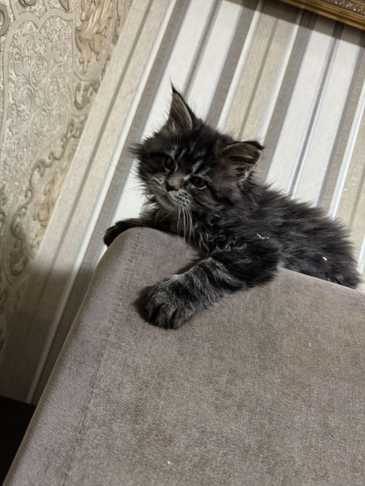 Кошенята Мейн-кун