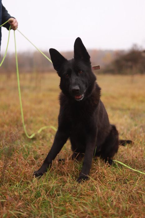 Towarzyska, energiczna suczka szuka kochającego opiekuna