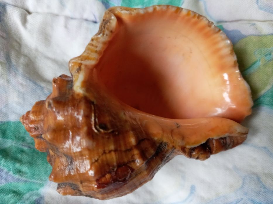 Ракушка океанская, большая.  Цвет золотисто- бронзовый. Тематика- море