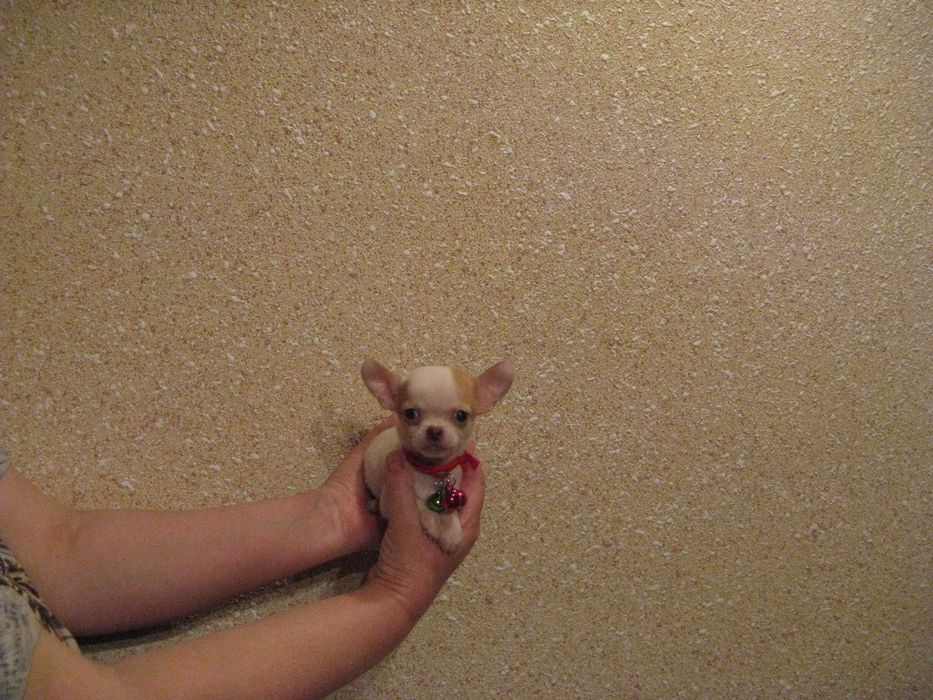 Chihuahua śliczny wyjatkowy mini biały piesek